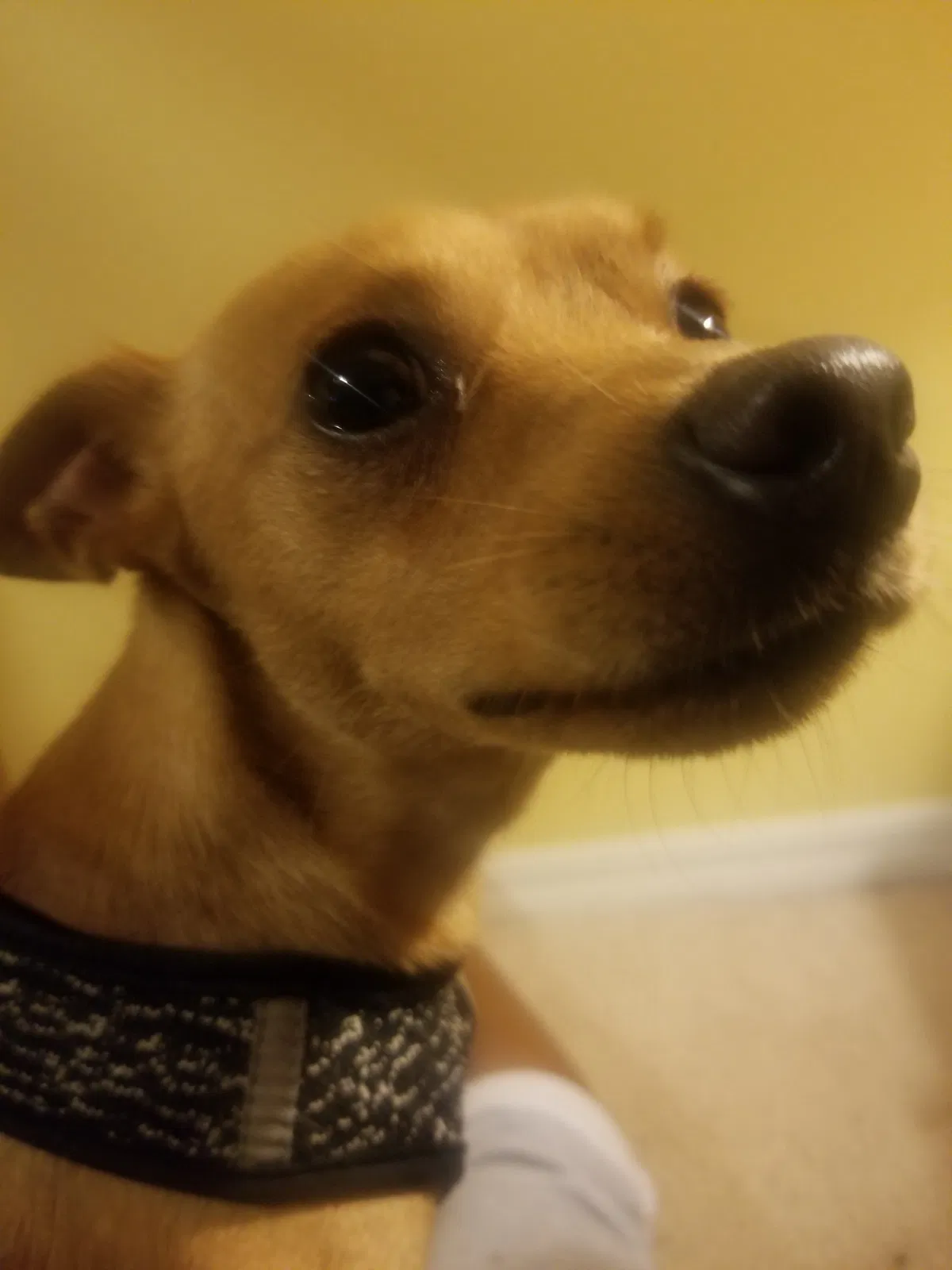 Lost dog in Kissimmee, FL, 34758