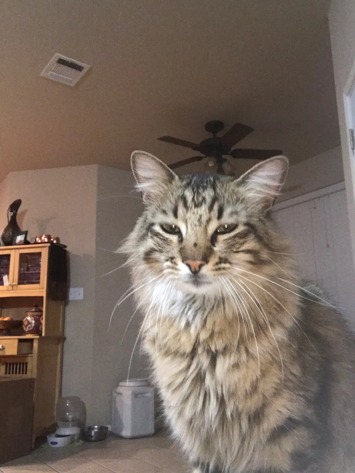 Lost cat in Portland, OR, 97213