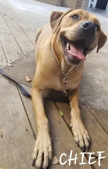 Lost dog in Dania, FL, 33004