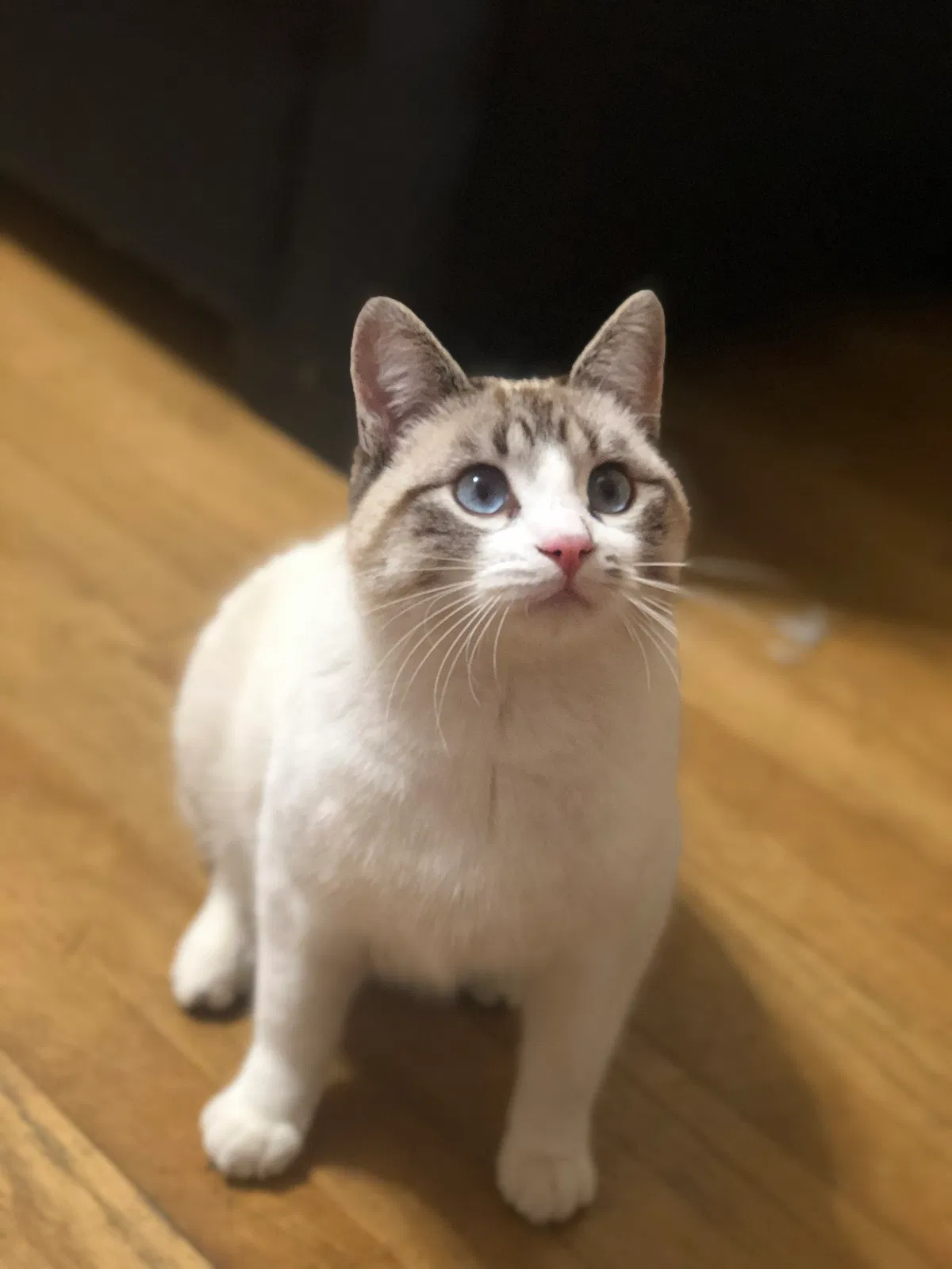 Lost cat in Redwood City, CA, 94061