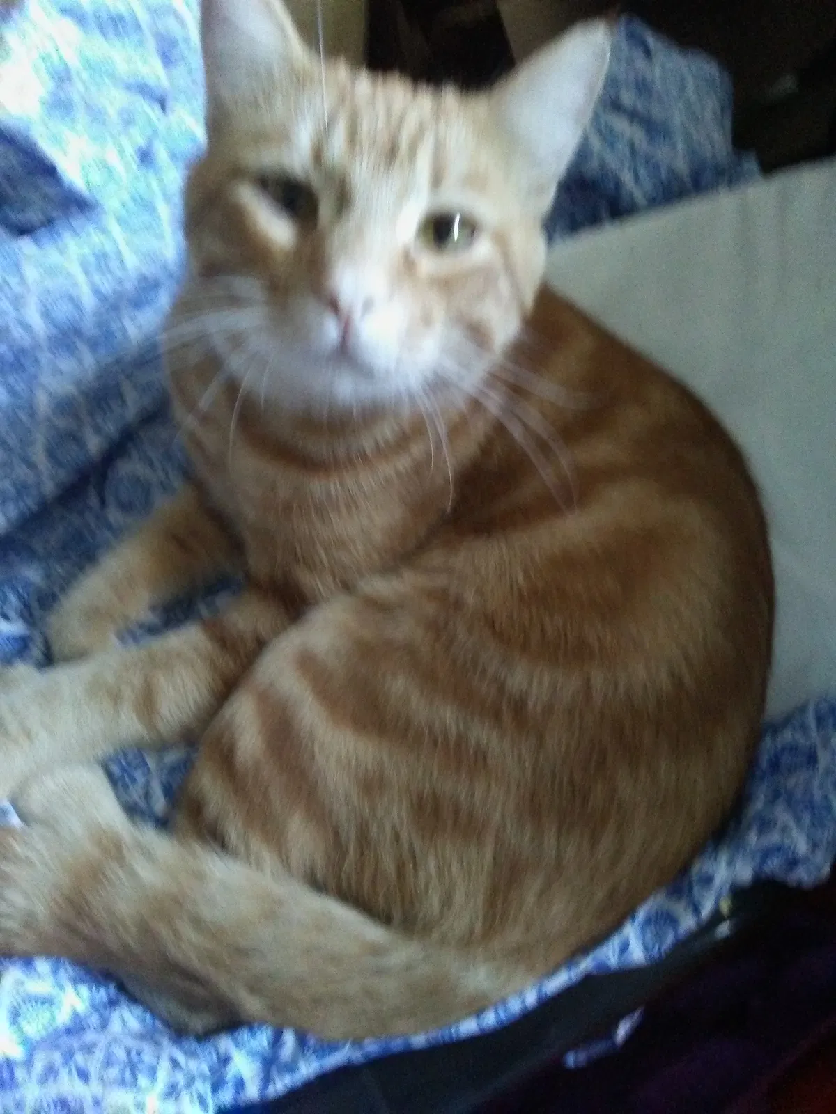 Lost cat in Santa Rosa, CA, 95404