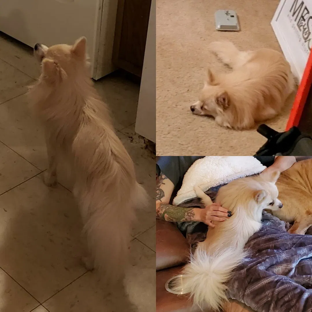 Lost dog in Dundee, FL, 33838