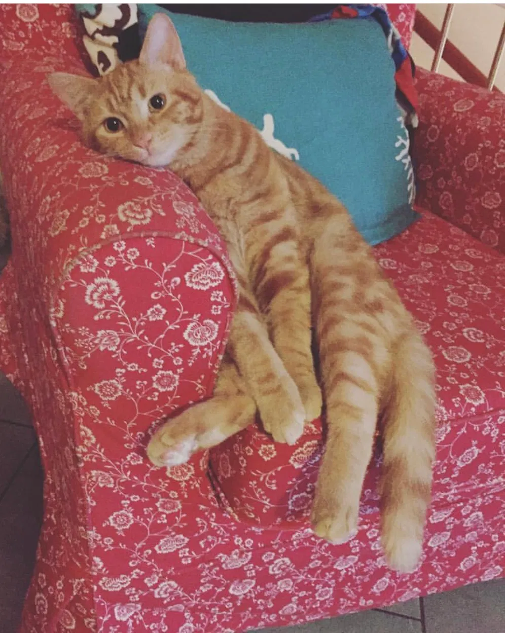 Lost cat in Mountain Home A F B, ID, 83648