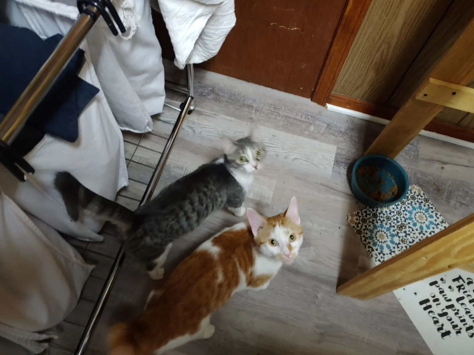 Found cat in Louisville, KY, 40272
