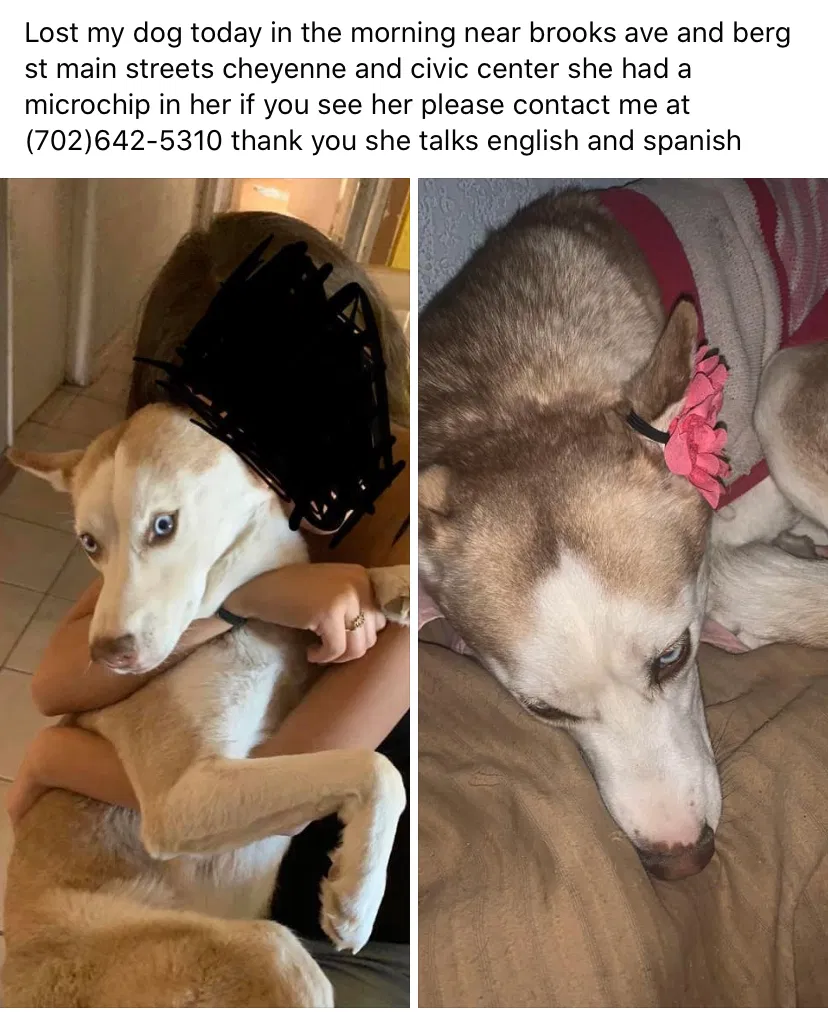 Found dog in North Las Vegas, NV, 89030