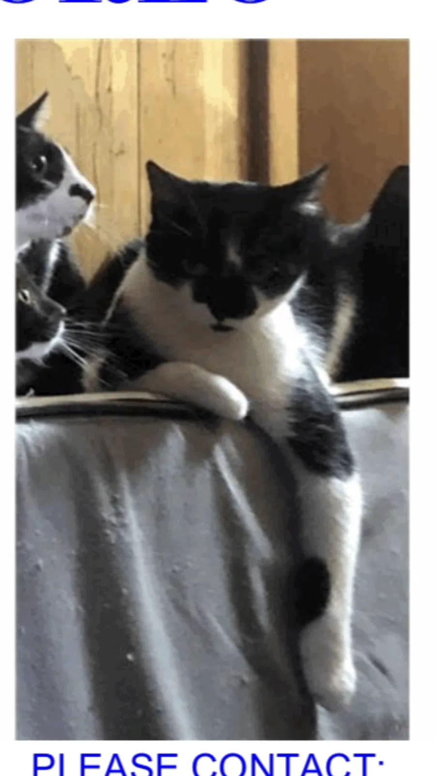 Lost cat in Lake Wales, FL, 33859