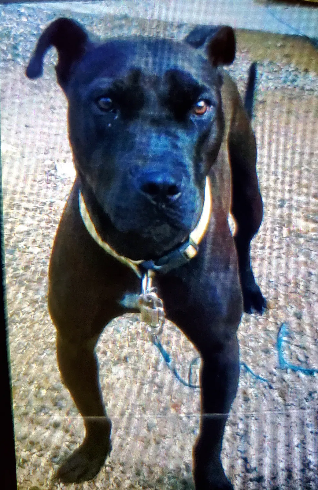 Lost dog in Jasper, TN, 37347