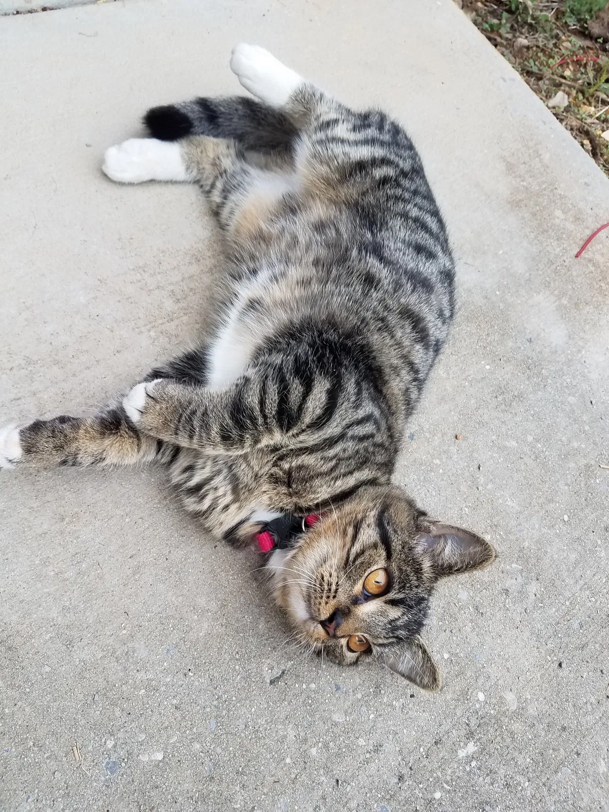 Lost cat in Whitwell, TN, 37397