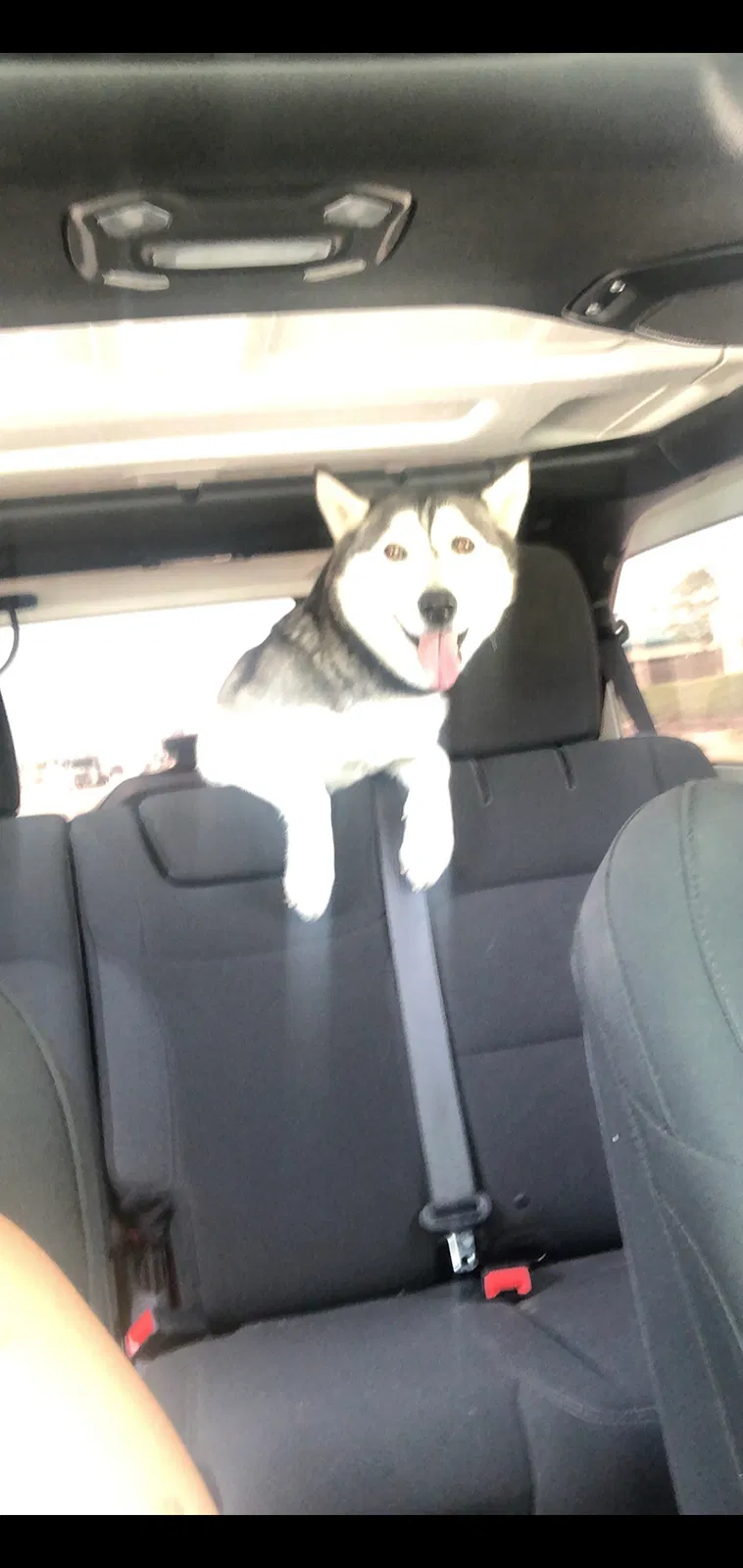 Lost dog in Ontario, CA, 91764