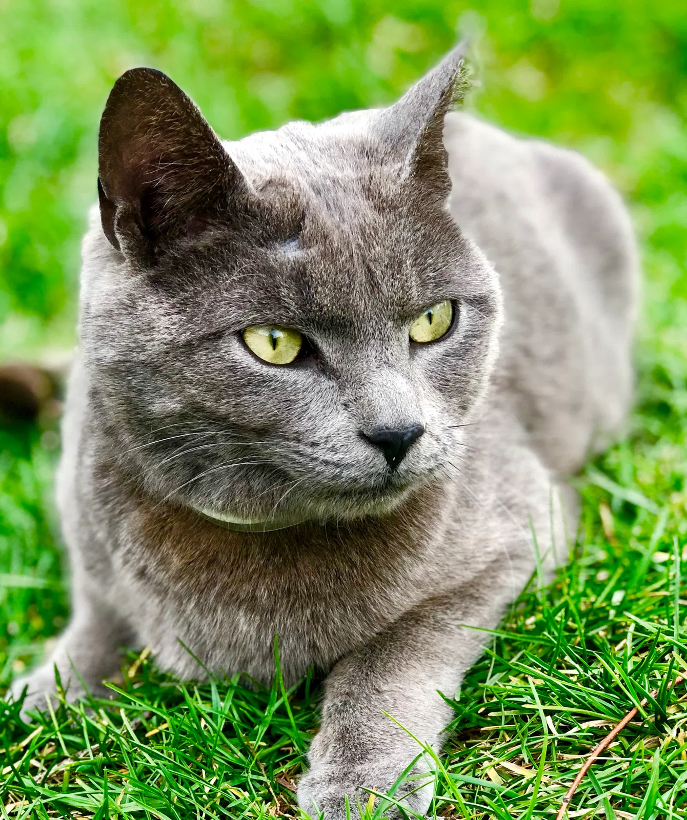 Lost cat in Sunnyside, WA, 98944