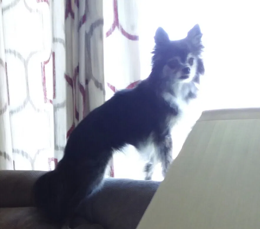 Lost dog in San Bernardino, CA, 92404