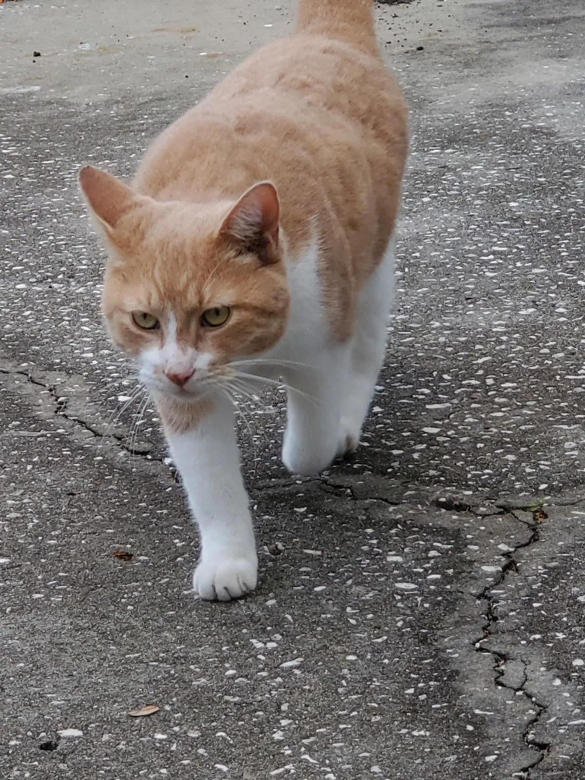 Found cat in Port Richey, FL, 34668