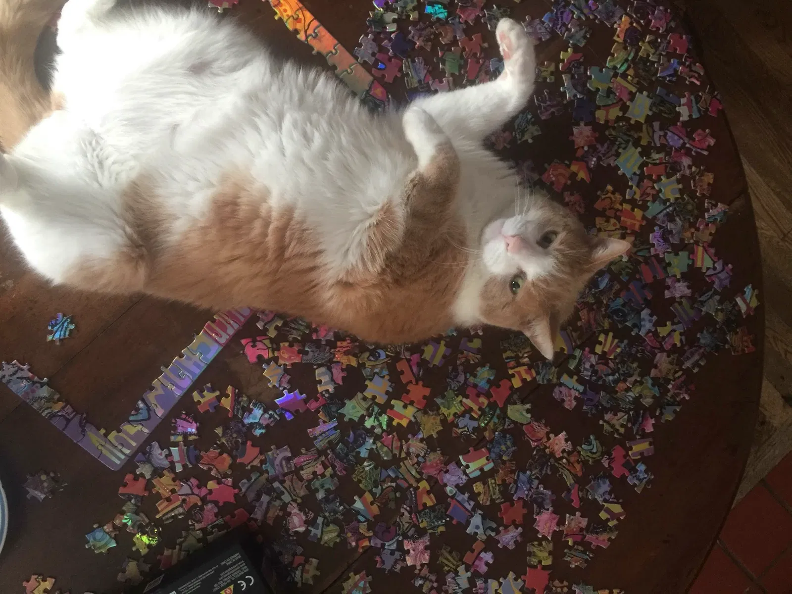 Lost cat in Shrewsbury, MA, 1545