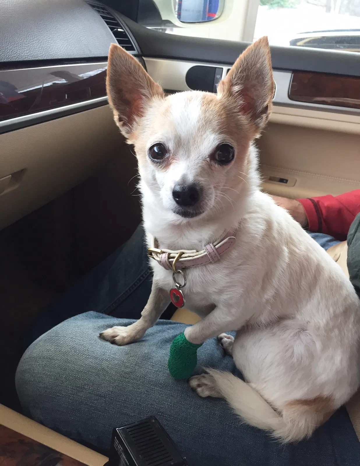 Lost dog in Shreveport, LA, 71115