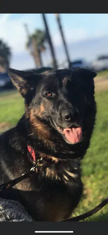 Lost dog in San Diego, CA, 92123