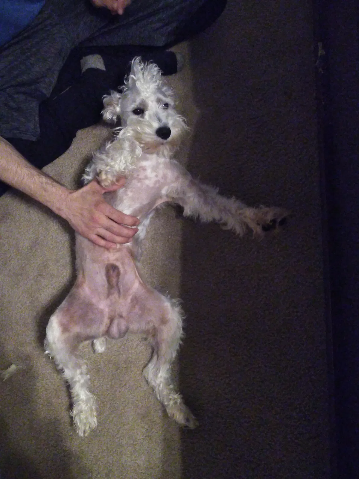 Lost dog in Waco, TX, 76705