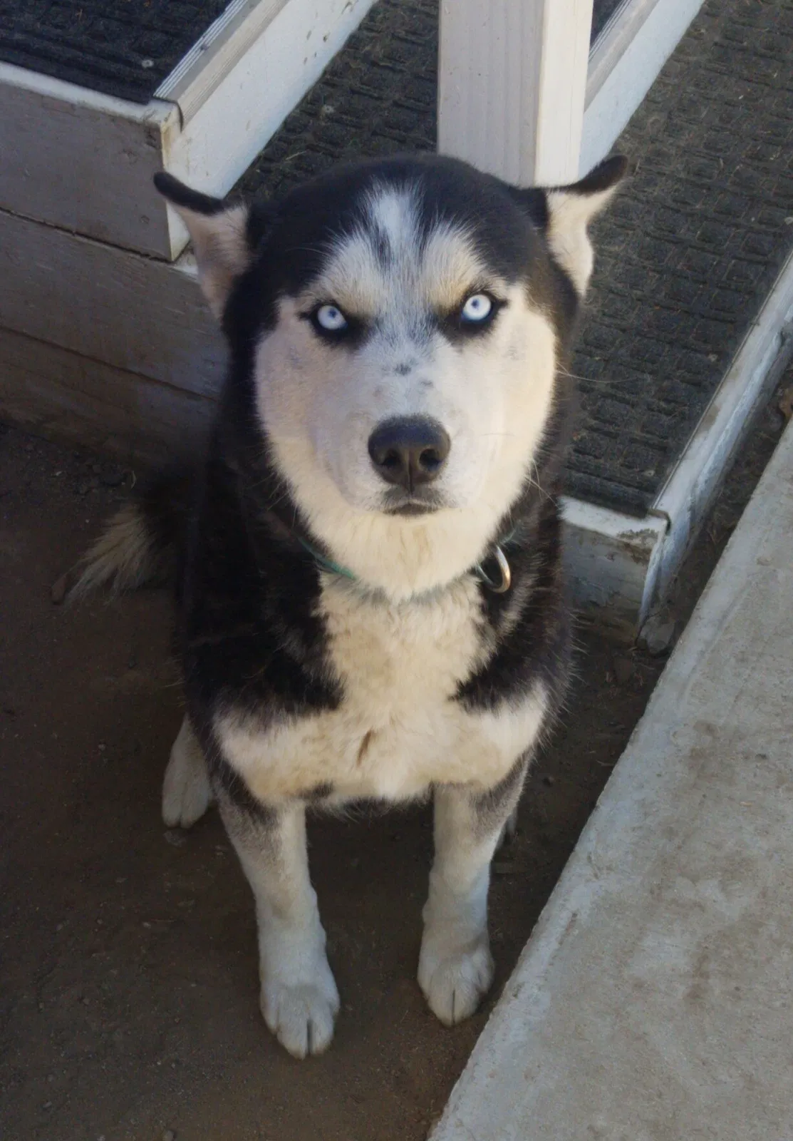 Lost dog in Pomona, CA, 91768