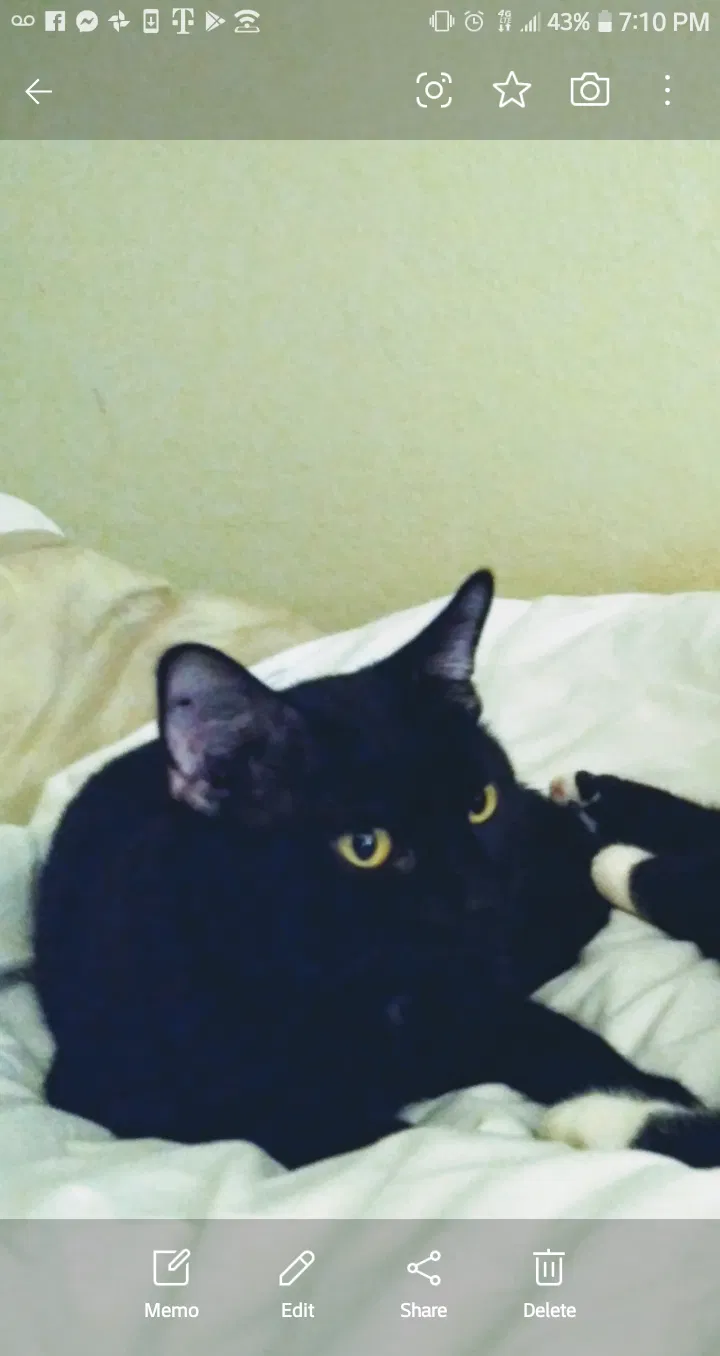 Lost cat in Mesa, AZ, 85201
