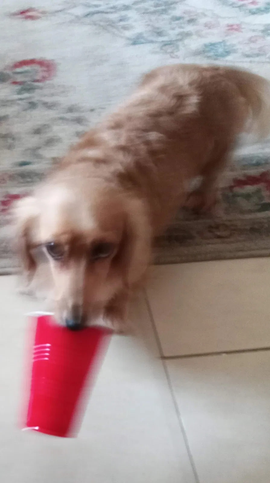 Lost dog in Tampa, FL, 33607