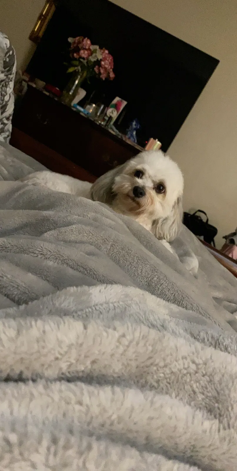 Lost dog in Fort Lauderdale, FL, 33328
