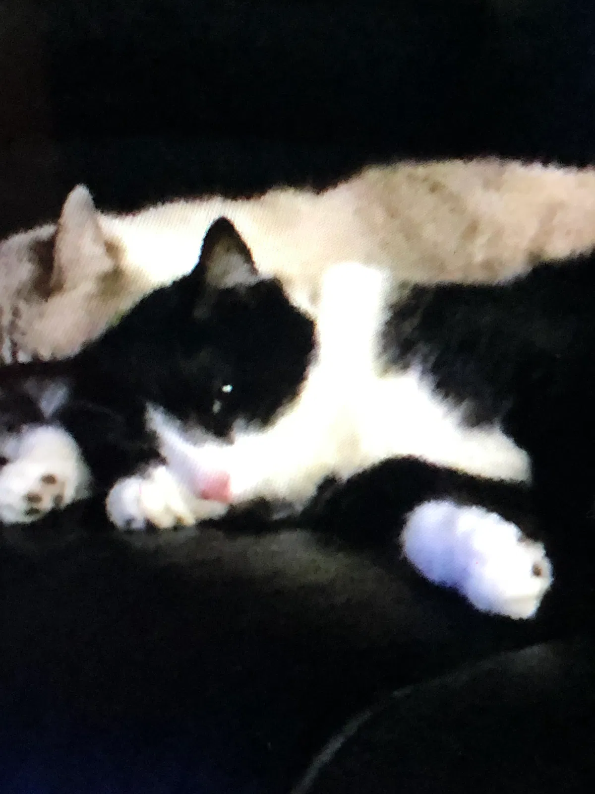 Lost cat in Katy, TX, 77449