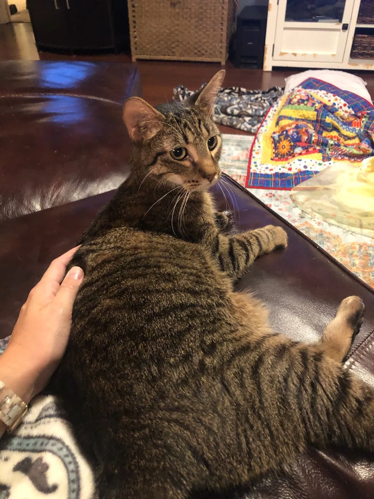 Lost cat in Flower Mound, TX, 75028