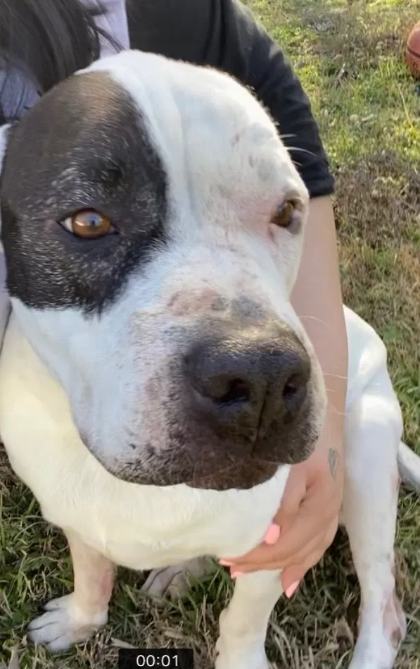 Lost dog in Fort Worth, TX, 76148