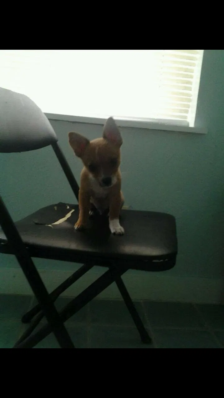 Lost dog in Haltom City, TX, 76117