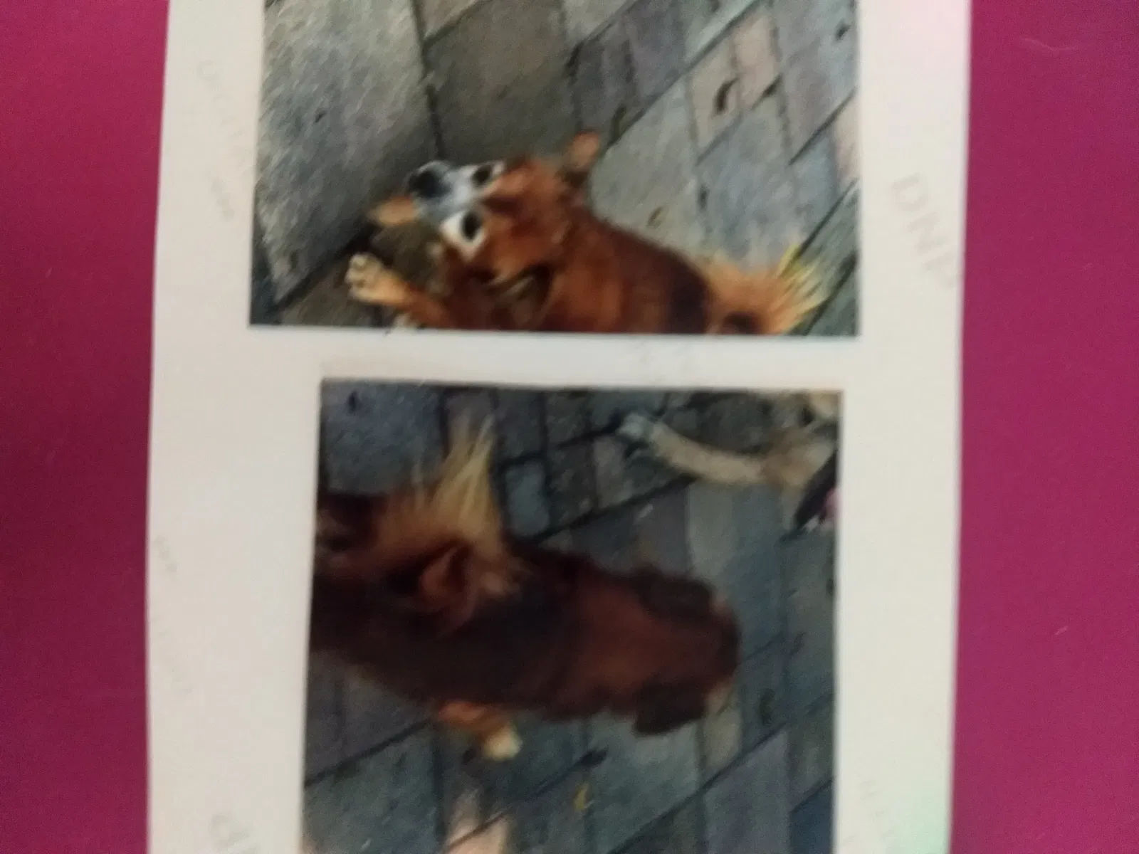 Lost dog in Hollywood, FL, 33023