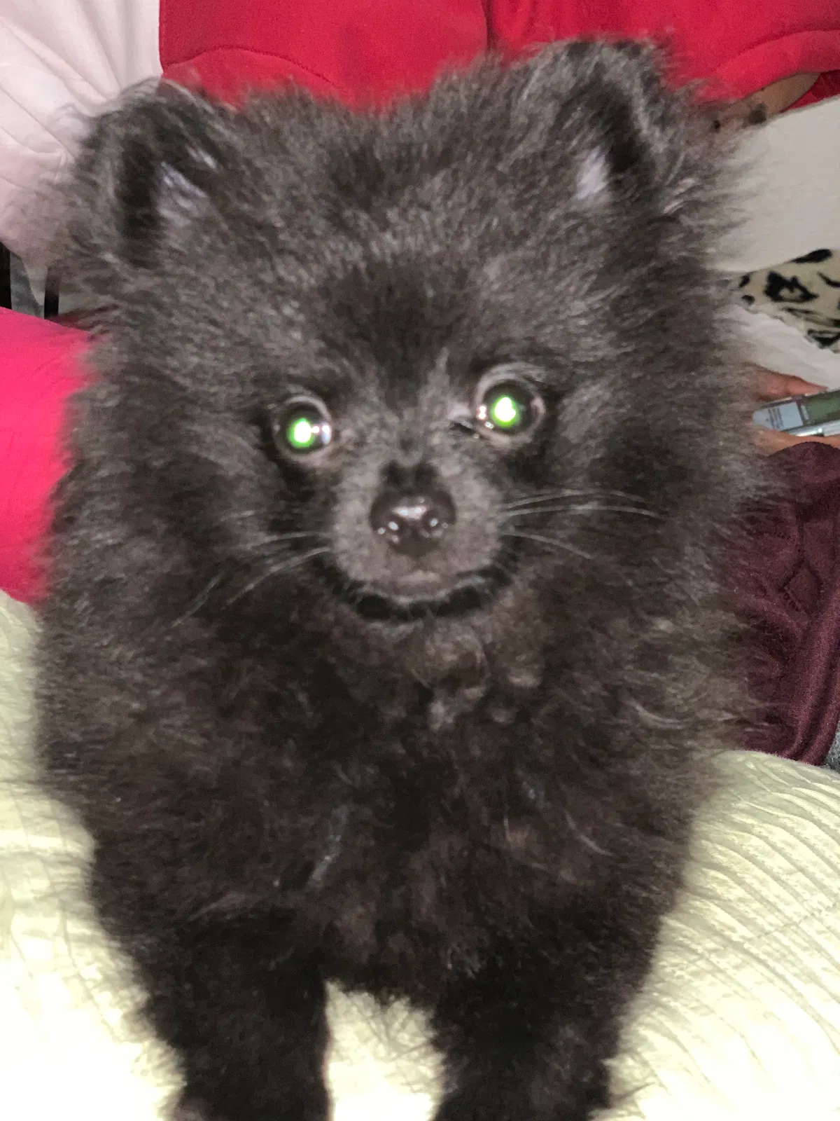 Lost dog in Mesa, AZ, 85204
