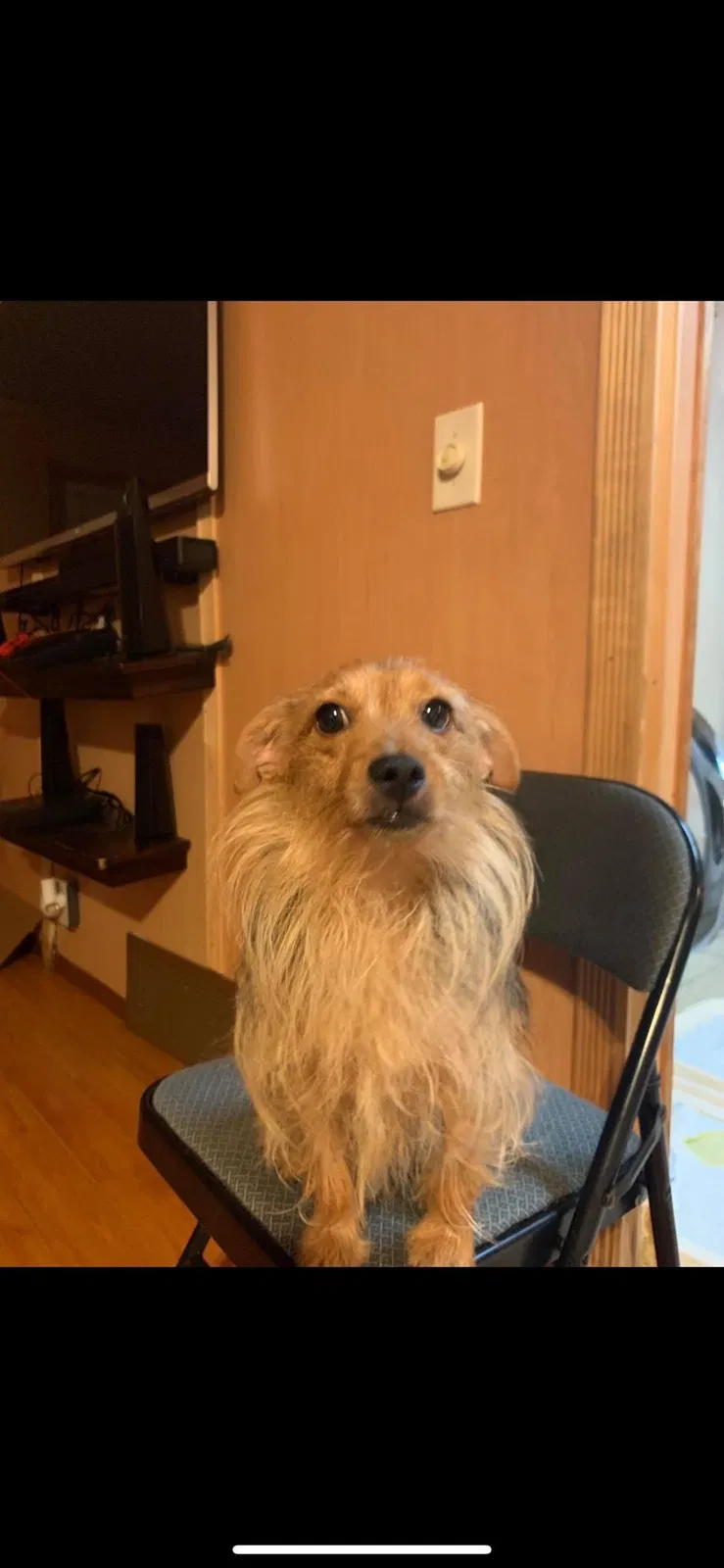 Lost dog in Union City, CA, 94587