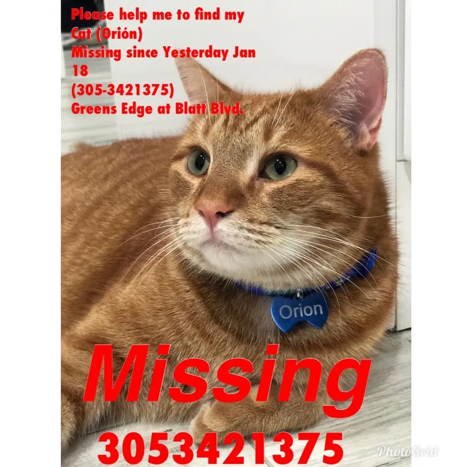 Lost cat in Fort Lauderdale, FL, 33326