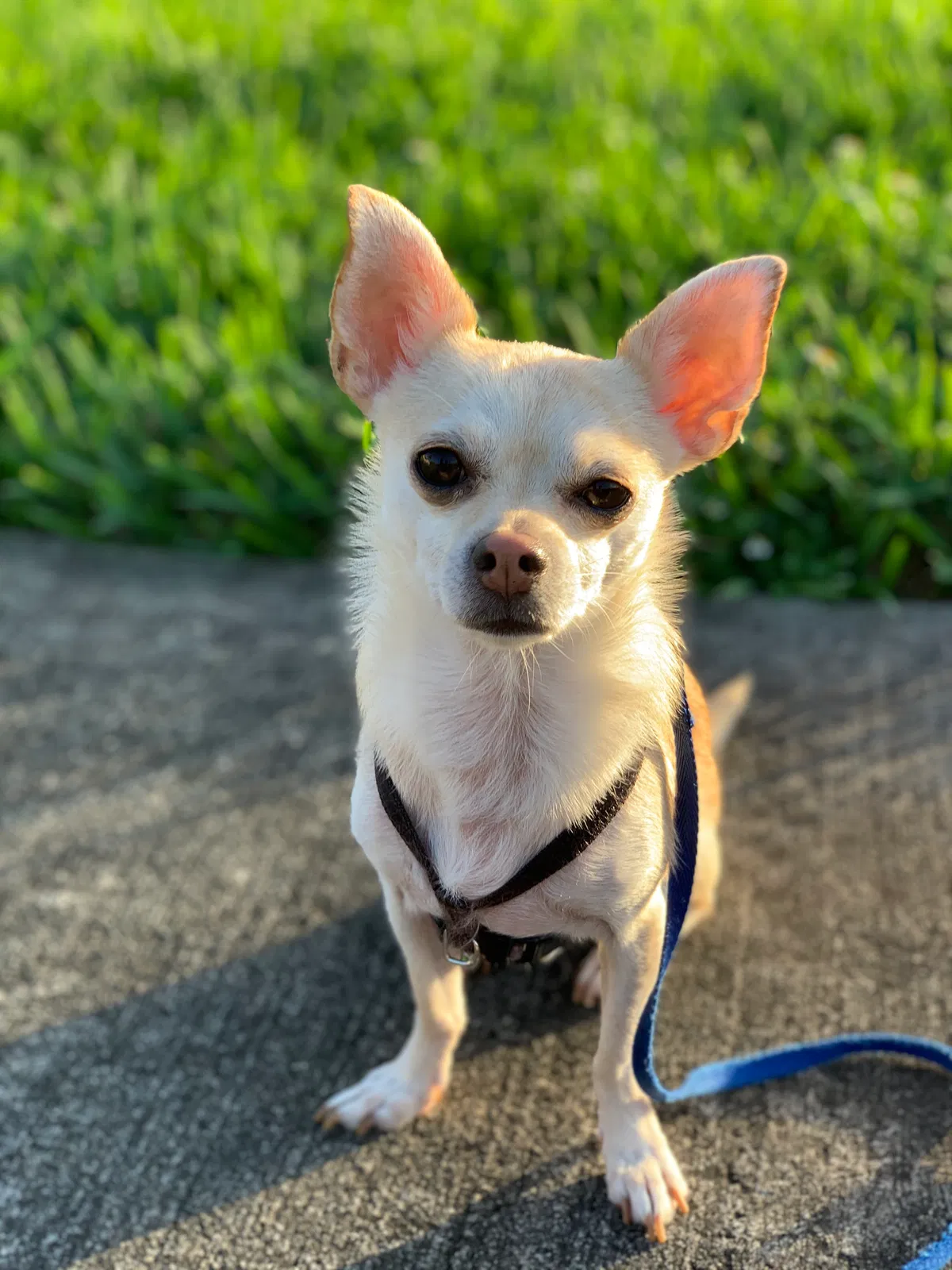Lost dog in Miami, FL, 33175
