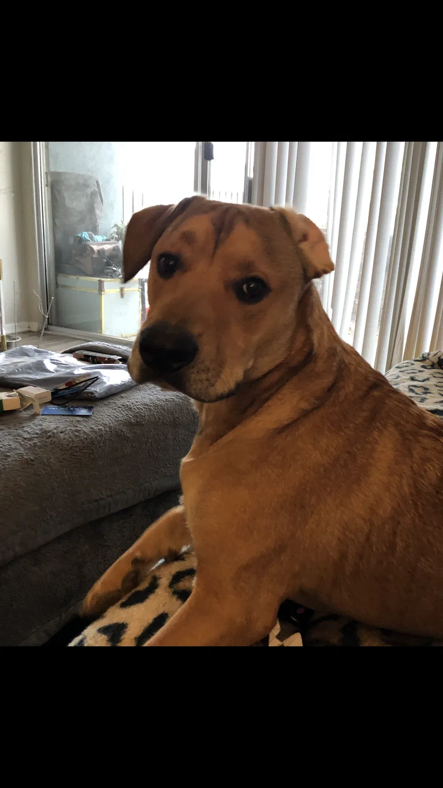 Lost dog in Covina, CA, 91722
