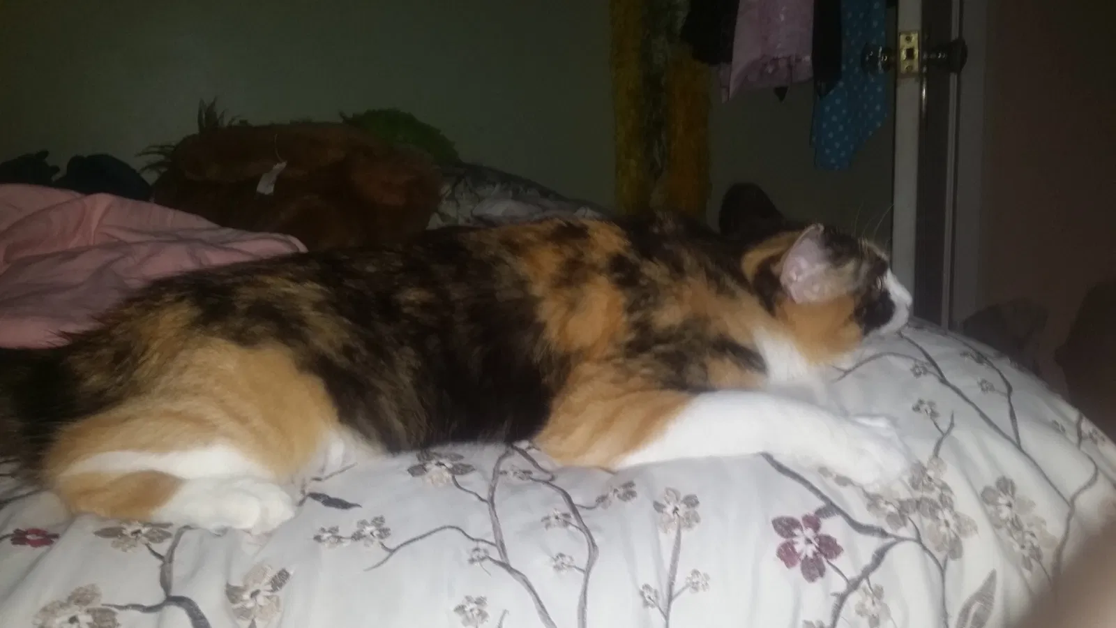 Lost cat in Seattle, WA, 98108