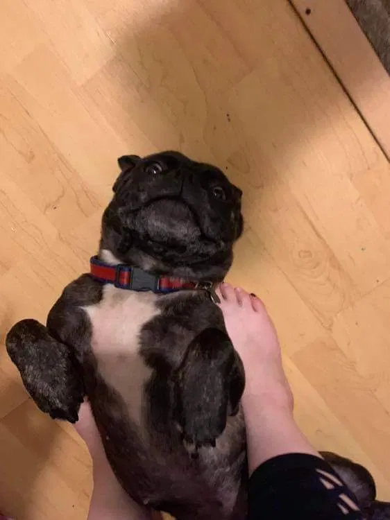 Lost dog in Norfolk, VA, 23505