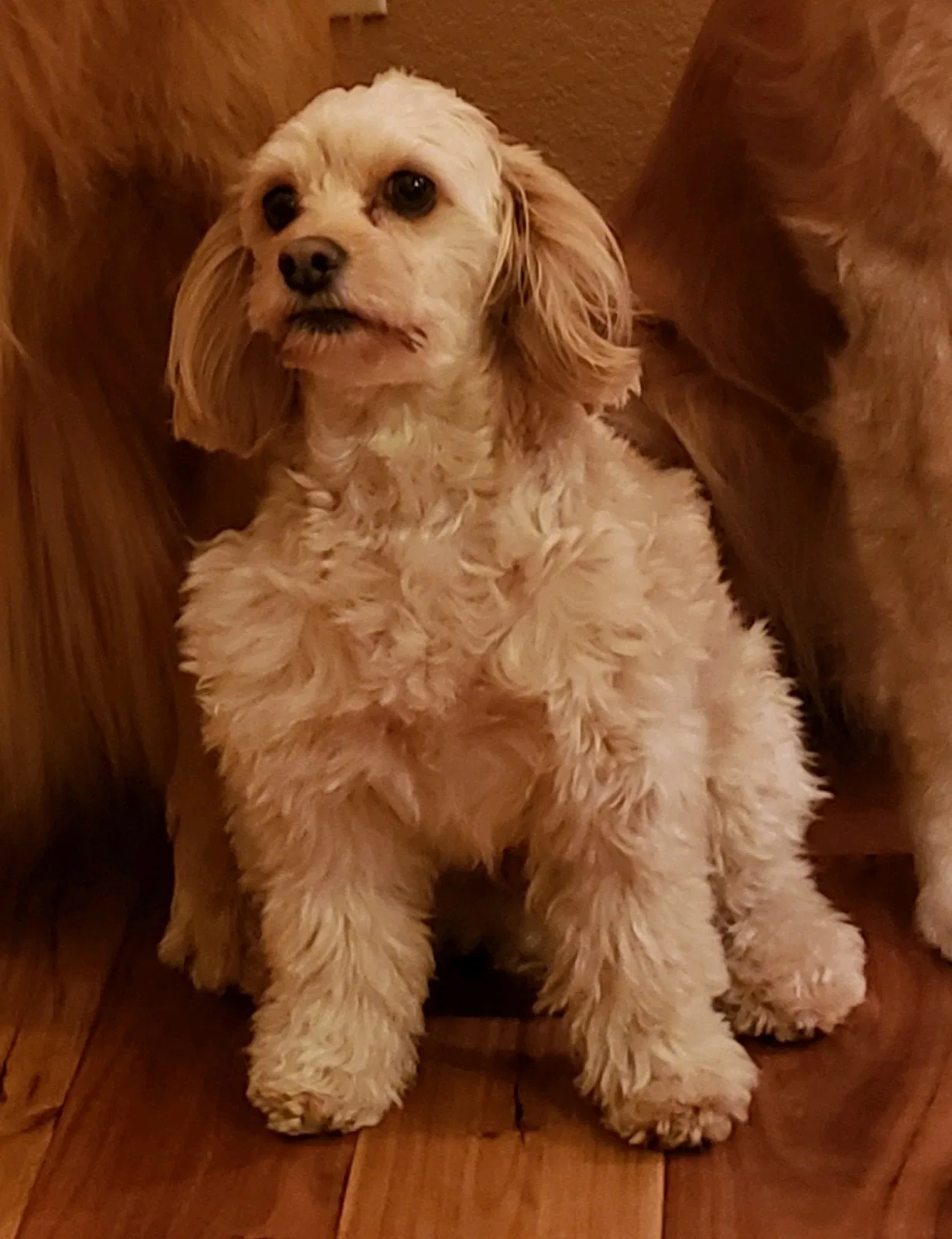 Lost dog in Littleton, CO, 80123