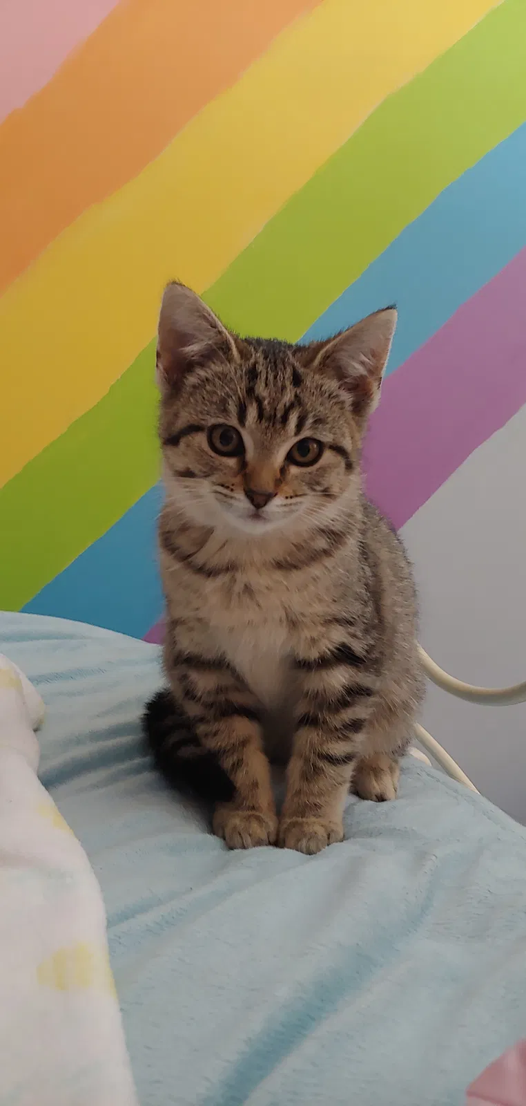 Lost cat in Decatur, GA, 30030