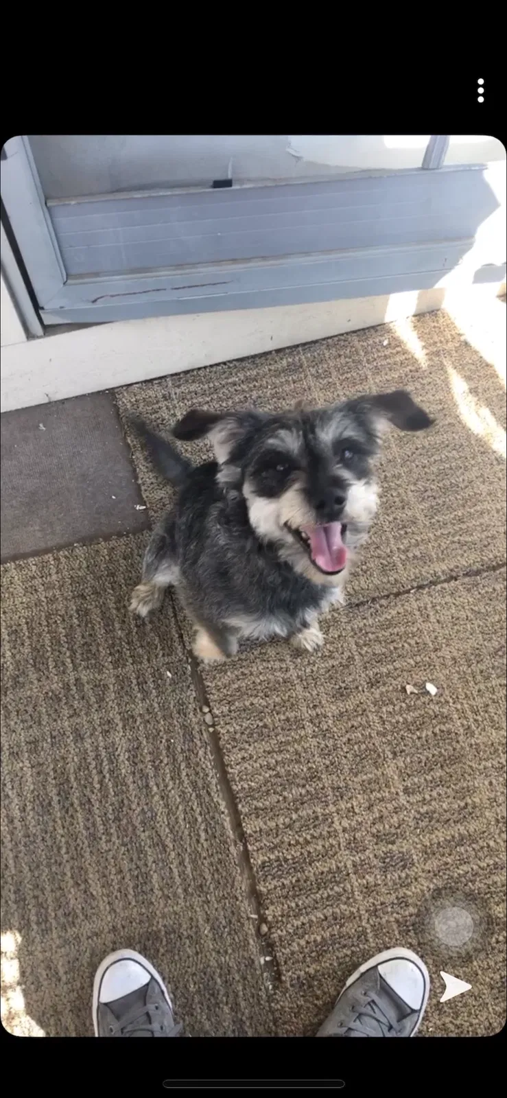 Lost dog in Riverside, CA, 92509