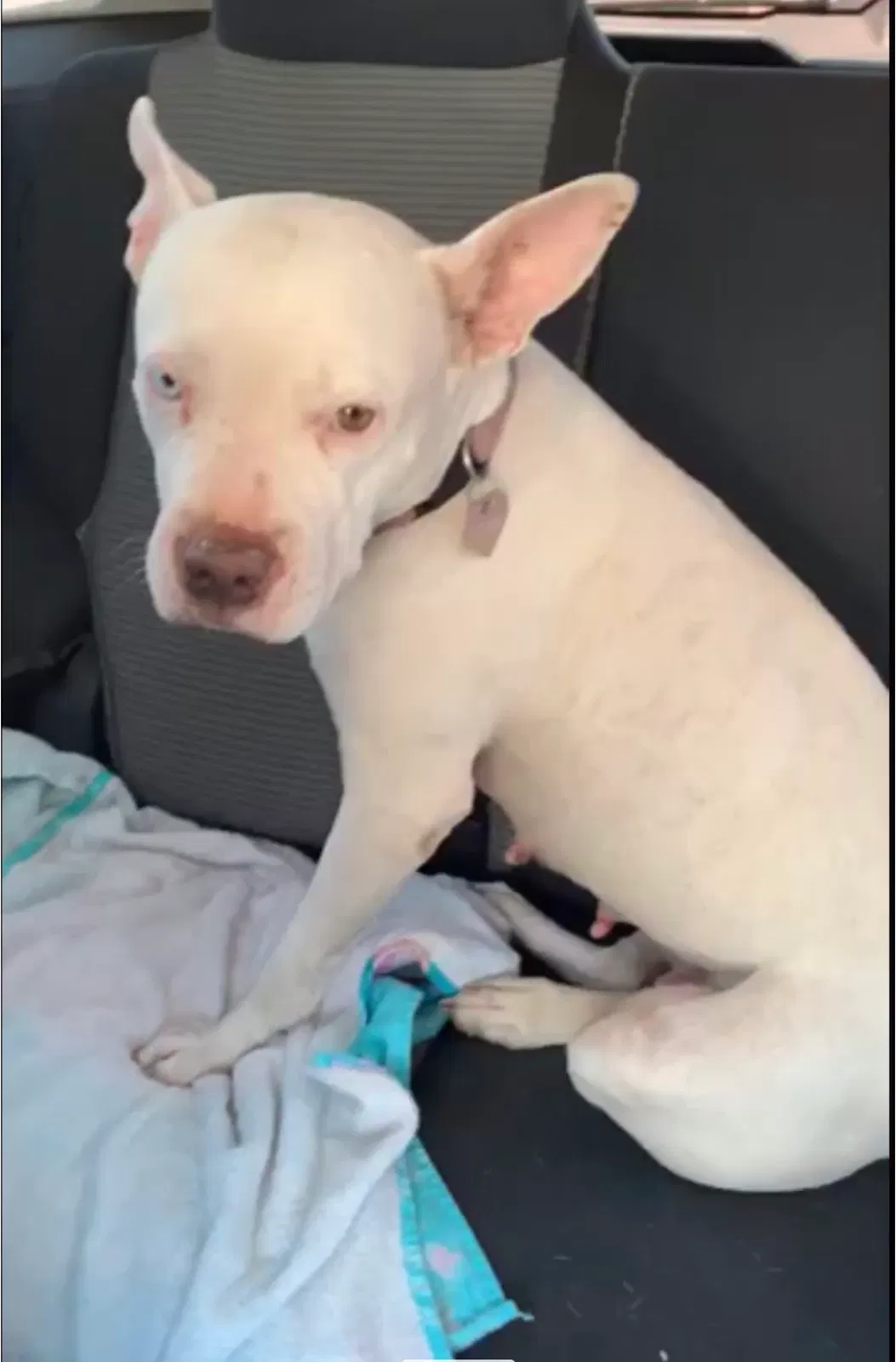 Lost dog in Phoenix, AZ, 85009