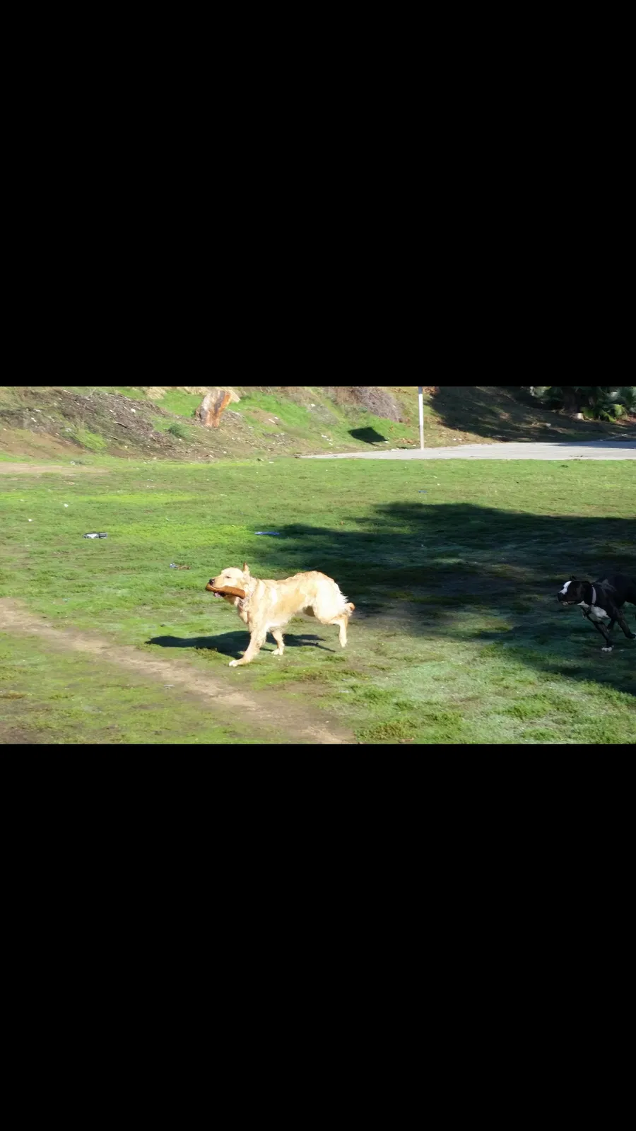 Lost dog in Los Angeles, CA, 90033