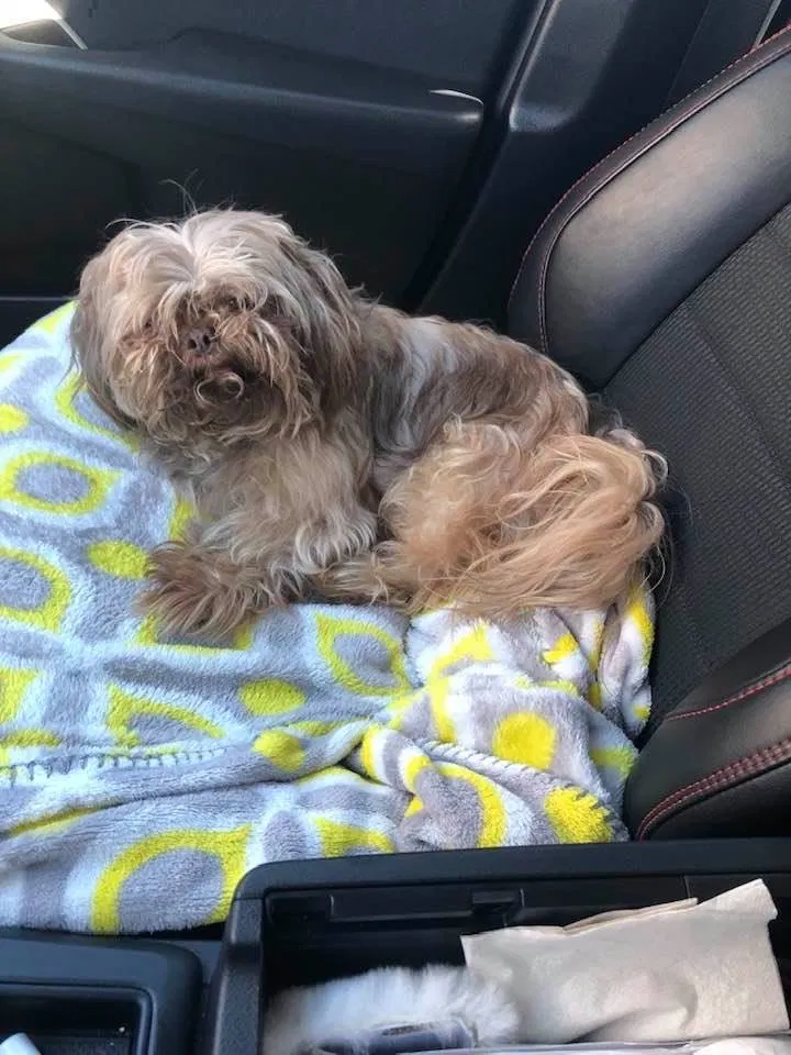 Lost dog in Fort Worth, TX, 76123