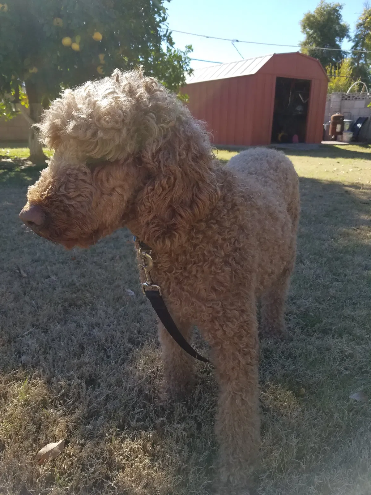 Lost dog in Phoenix, AZ, 85008