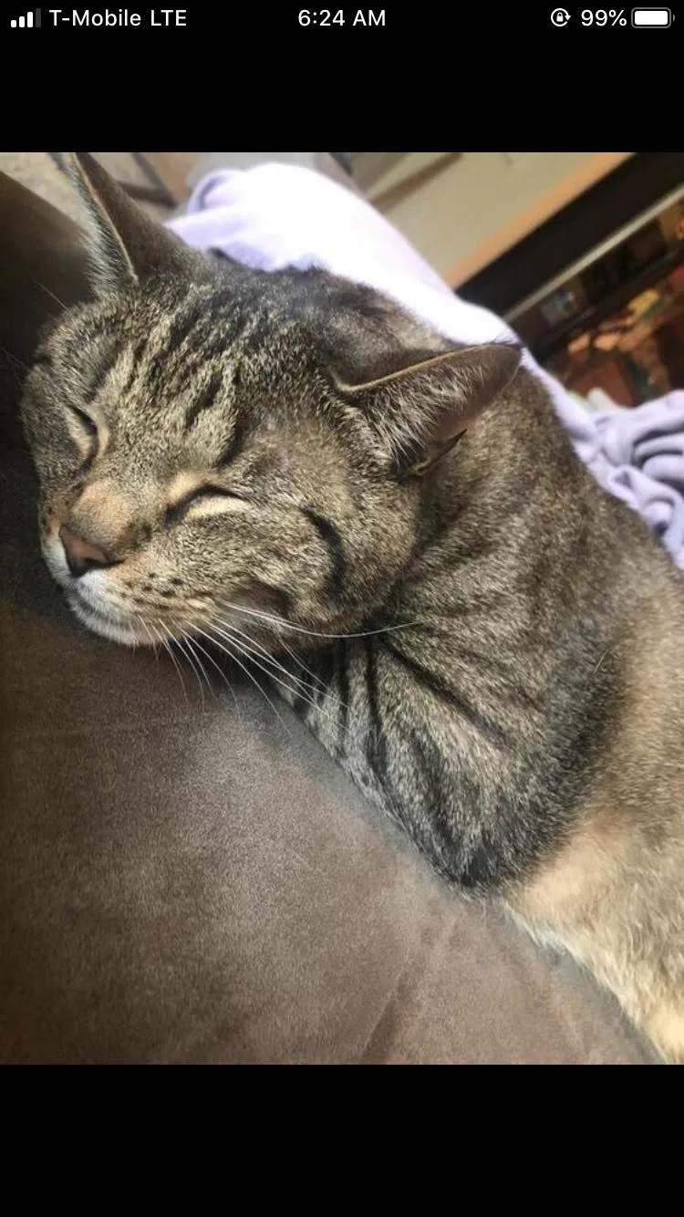 Lost cat in Houston, TX, 77008