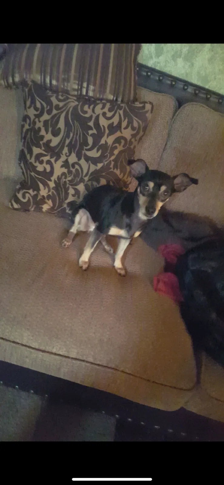 Lost dog in Mesa, AZ, 85204