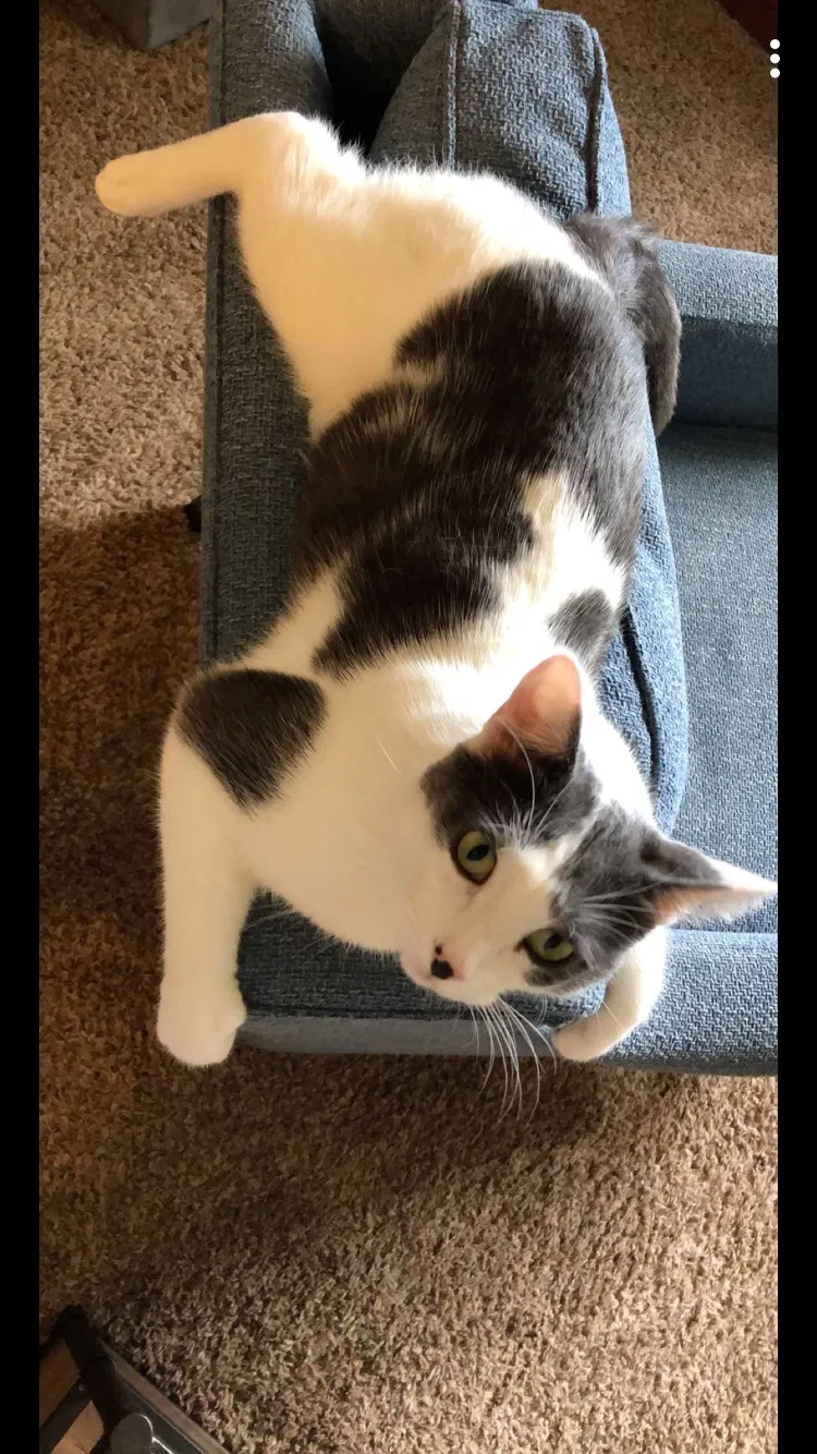 Lost cat in Erie, CO, 80516