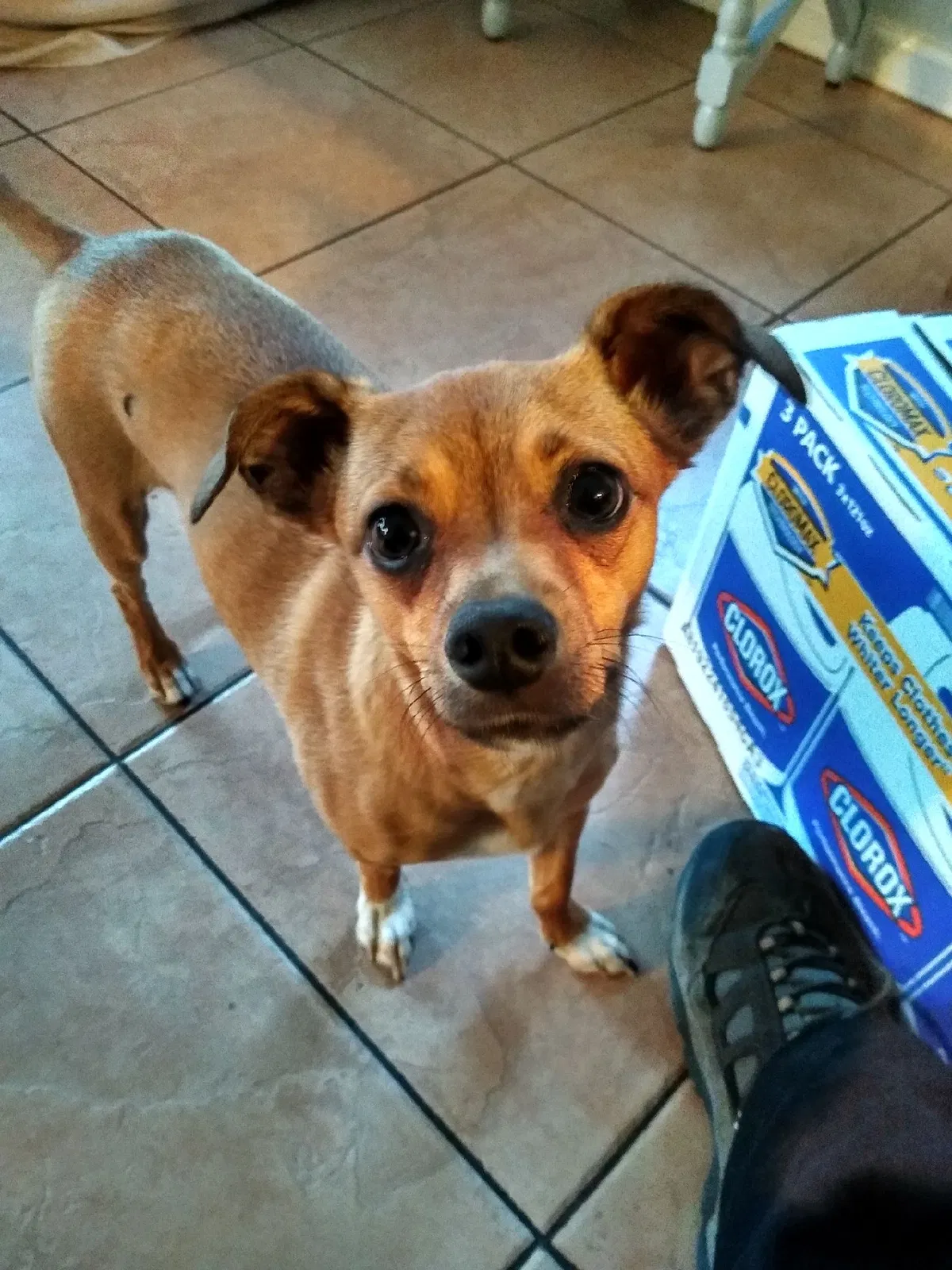 Lost dog in Los Angeles, CA, 90011