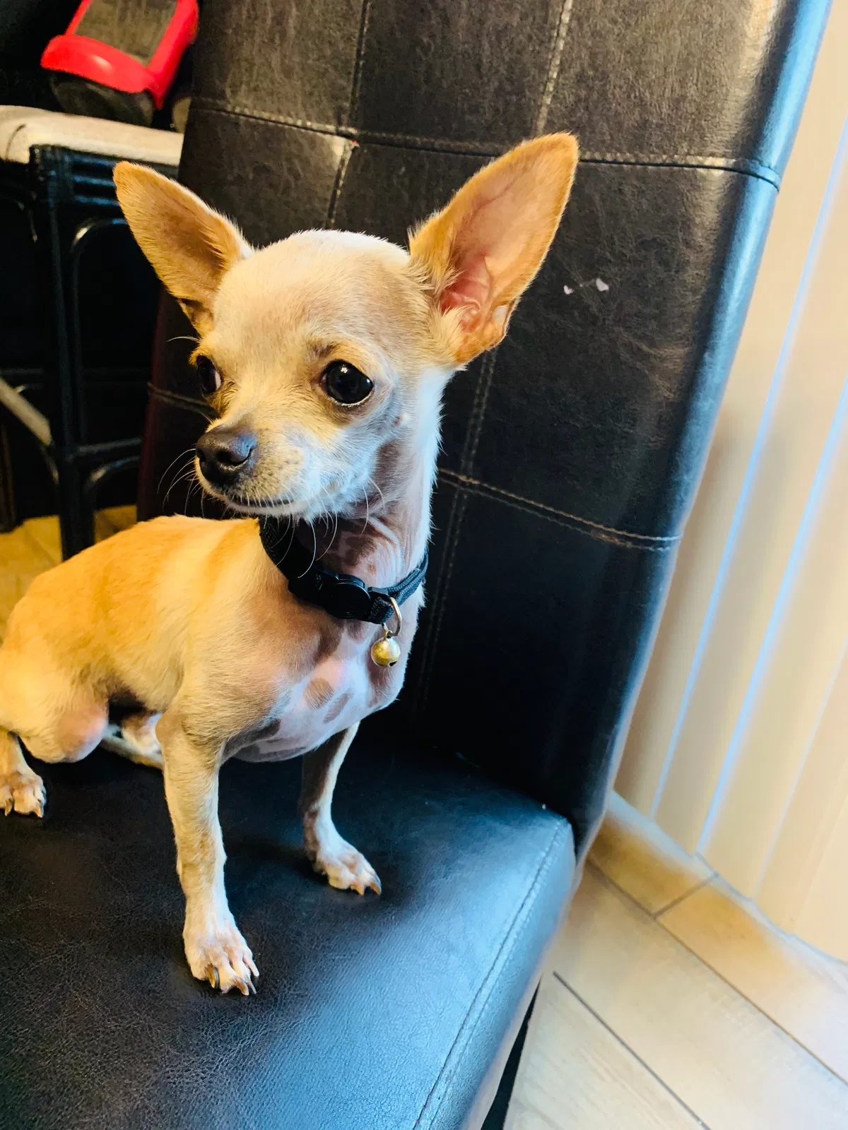 Lost dog in Tucson, AZ, 85706