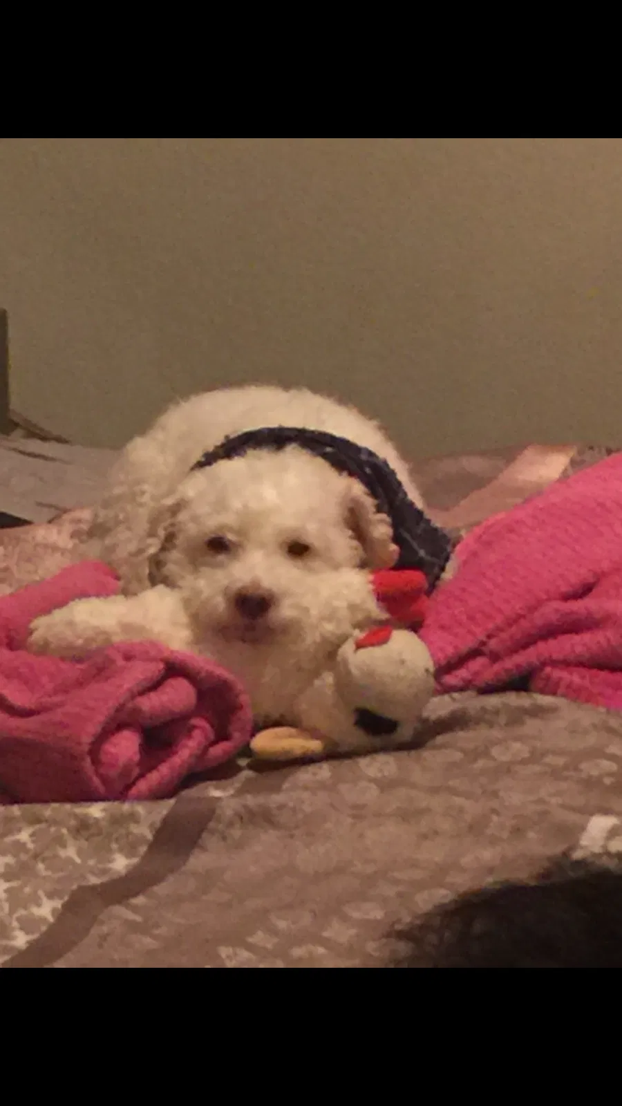 Lost dog in Phoenix, AZ, 85021
