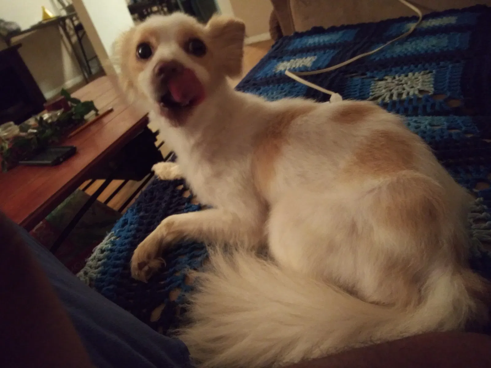 Lost dog in Missouri City, TX, 77489